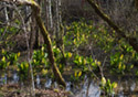 Lysichiton americanum